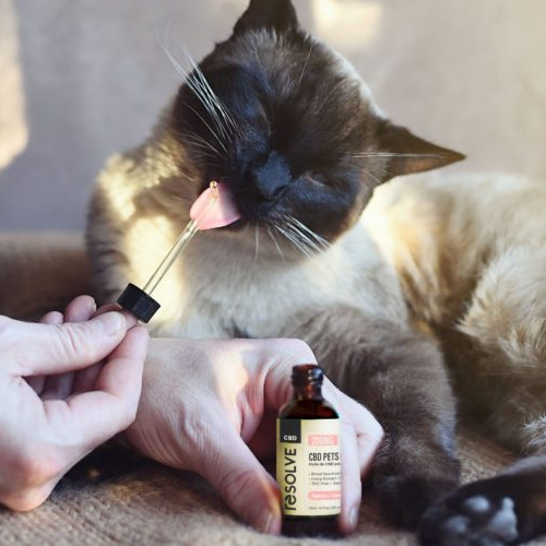 CBD Oil For Dogs And Cats In Pakistan